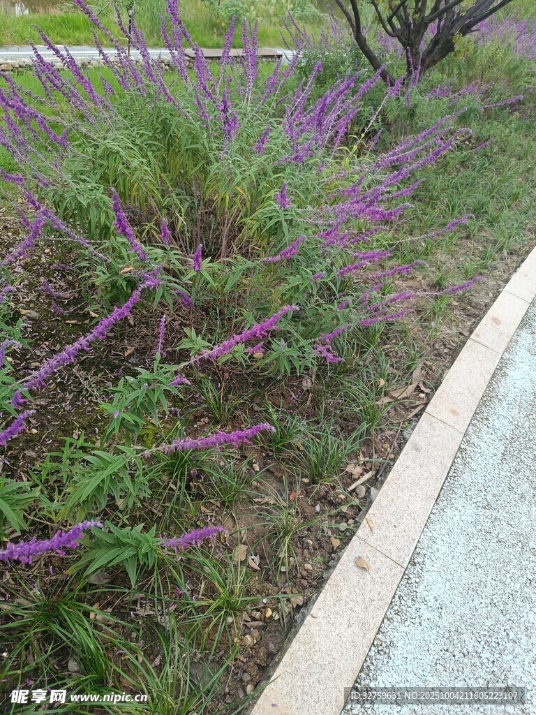 路边紫色花草景观