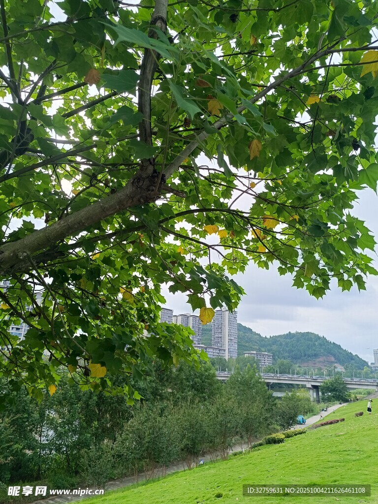 绿荫下的草地与远处景致