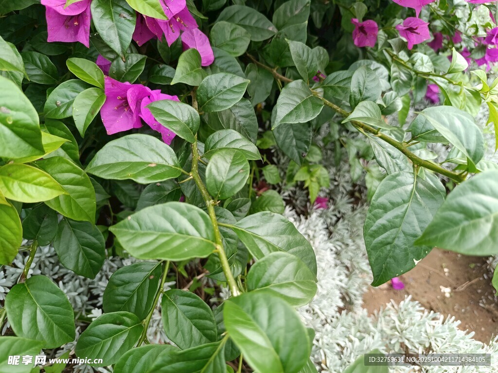 紫色花卉与绿叶植物景观