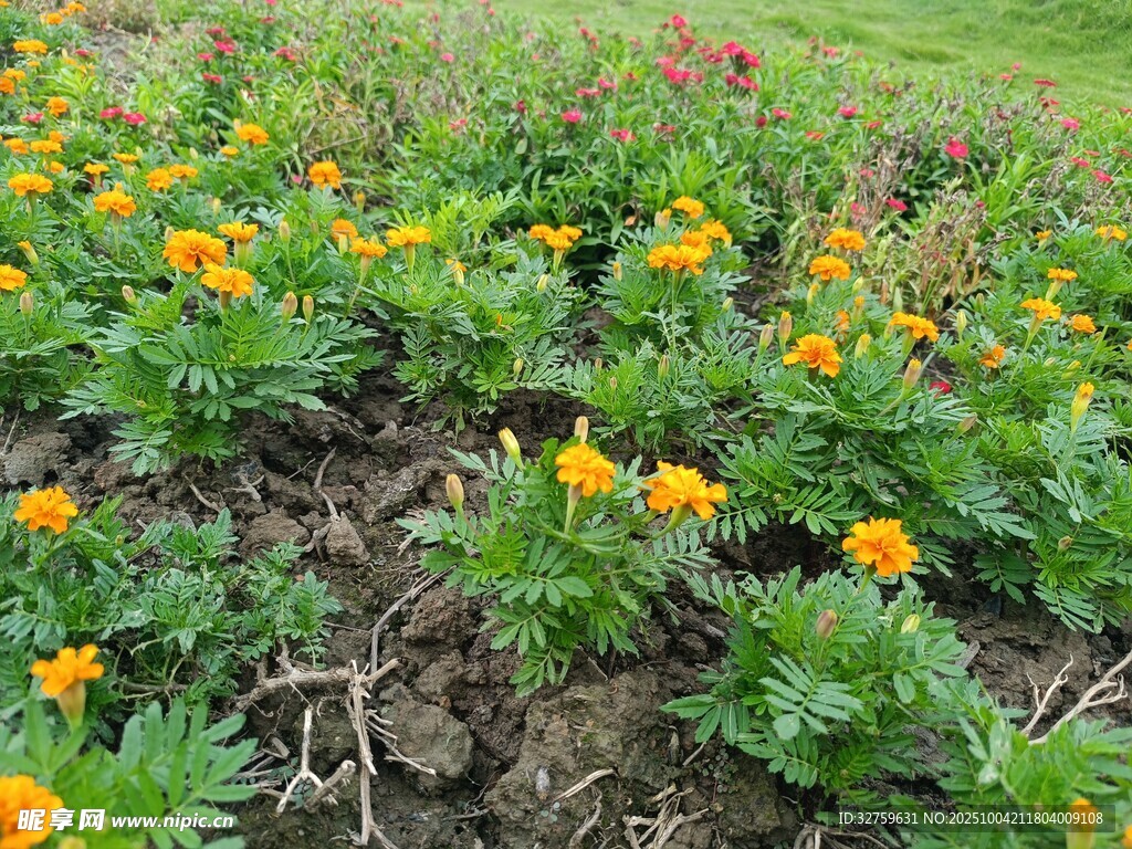 多彩花田绽放生机