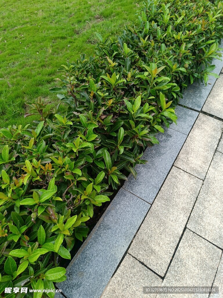 绿植与石板路景观