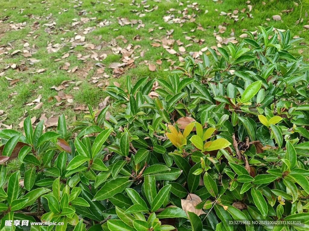 翠绿草地旁的繁茂绿植
