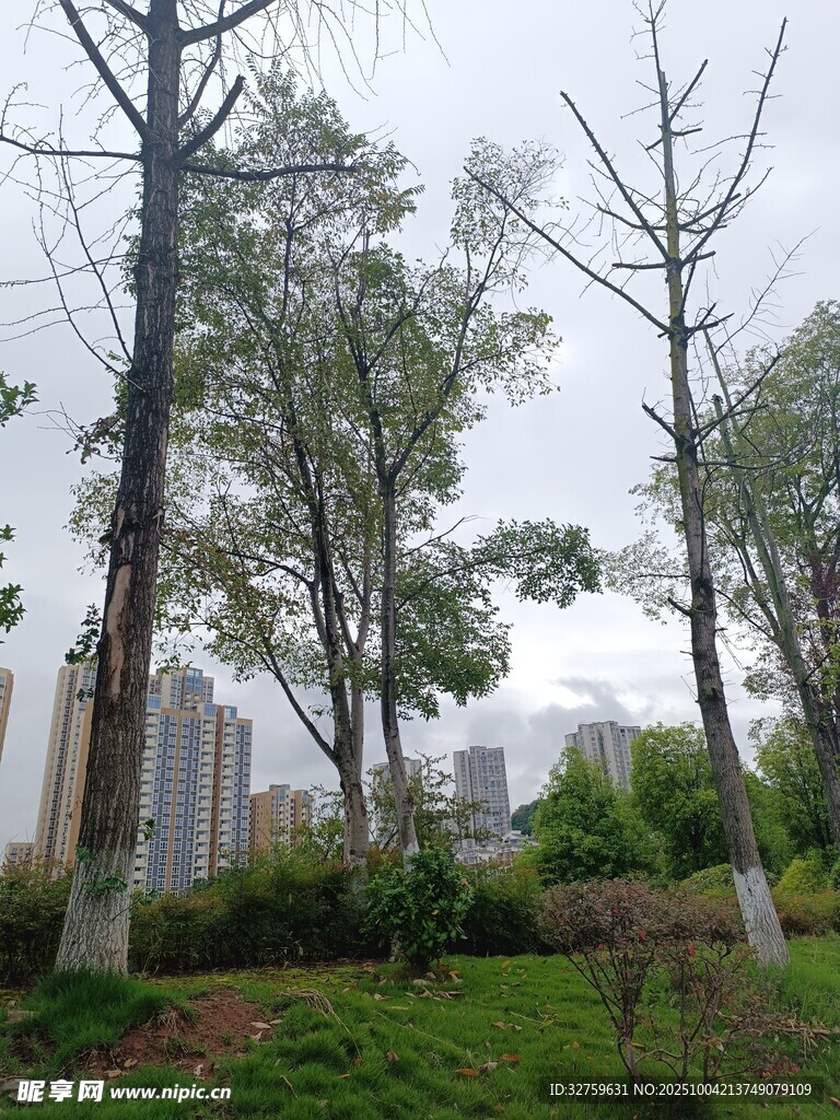 城市中光秃树木与绿植景观