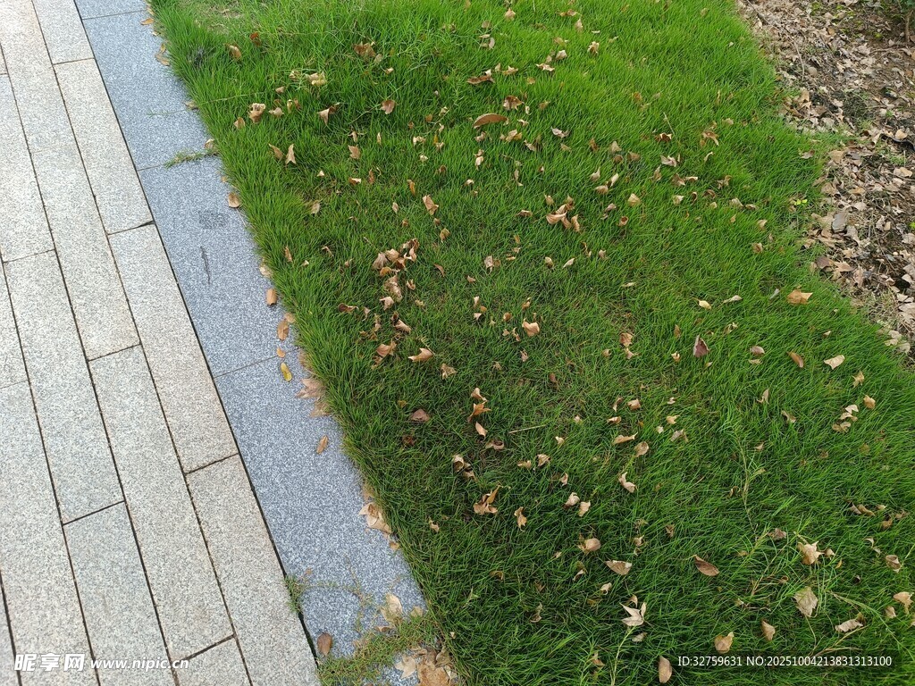 路边草地与散落枯叶
