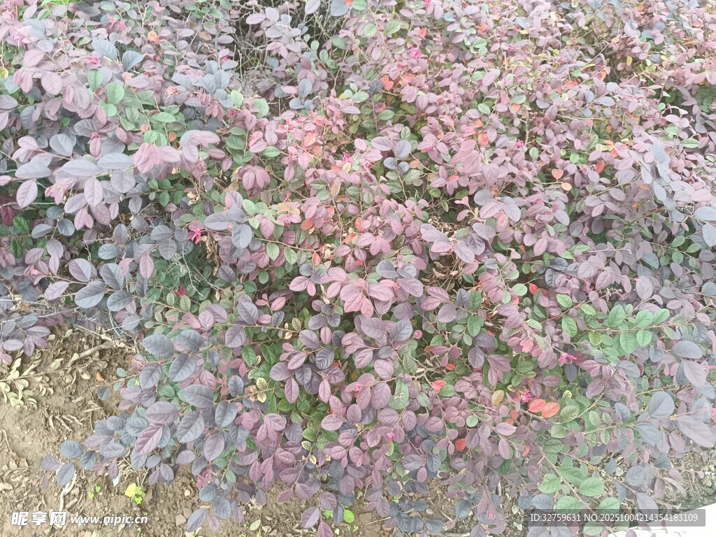 紫叶小檗植物景观