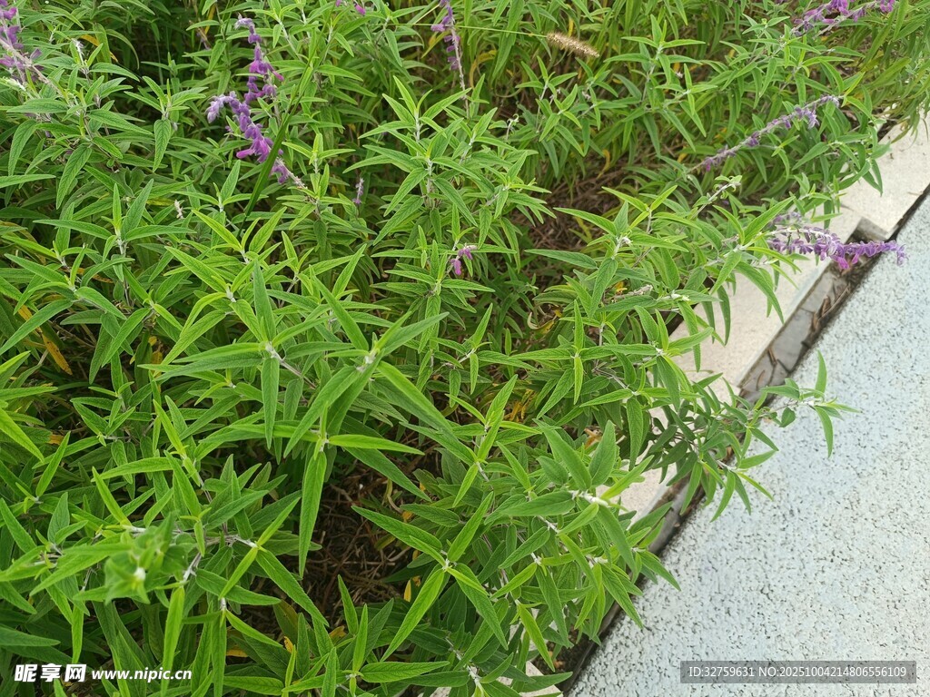 绿叶间的紫色小花