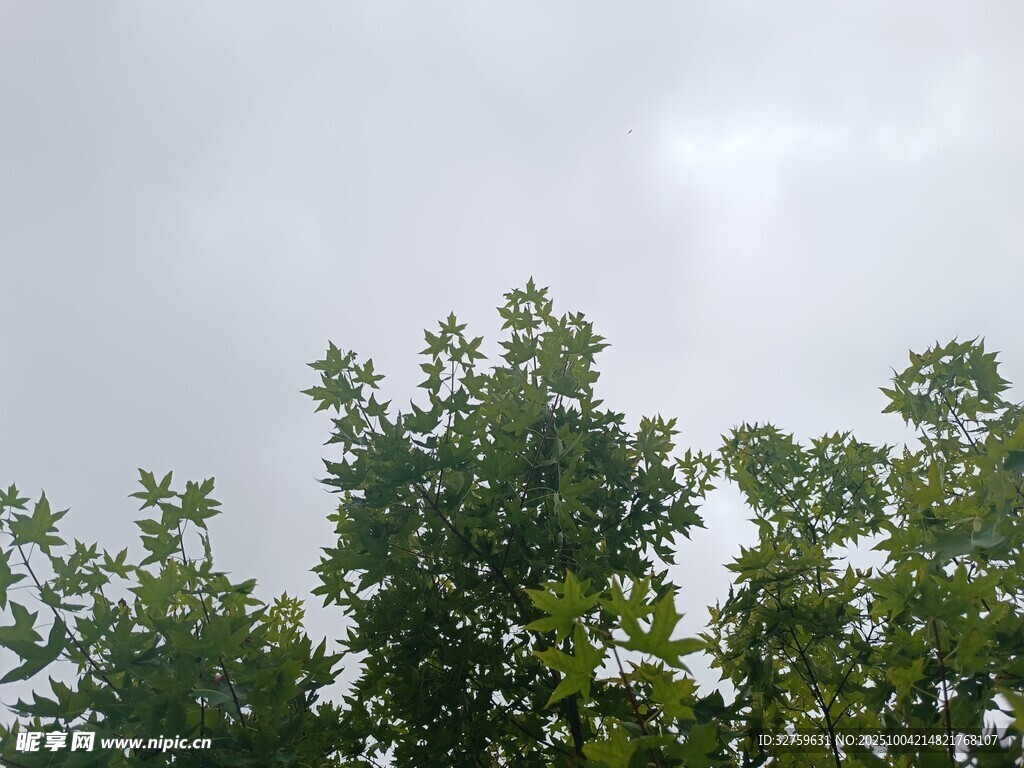 阴天中的绿意树梢
