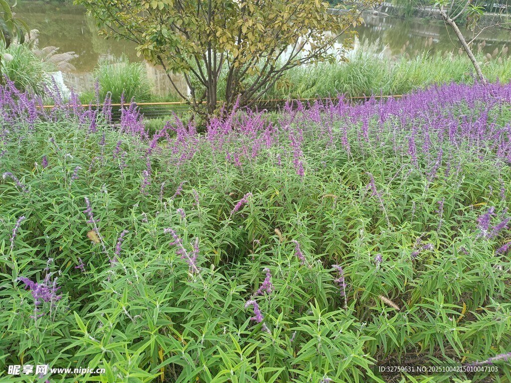 紫色花海中的繁茂绿植