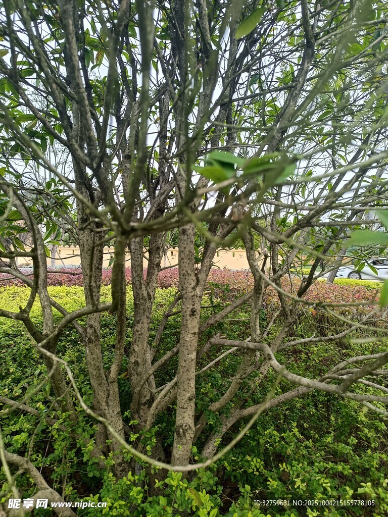 繁茂树林中的交错枝干