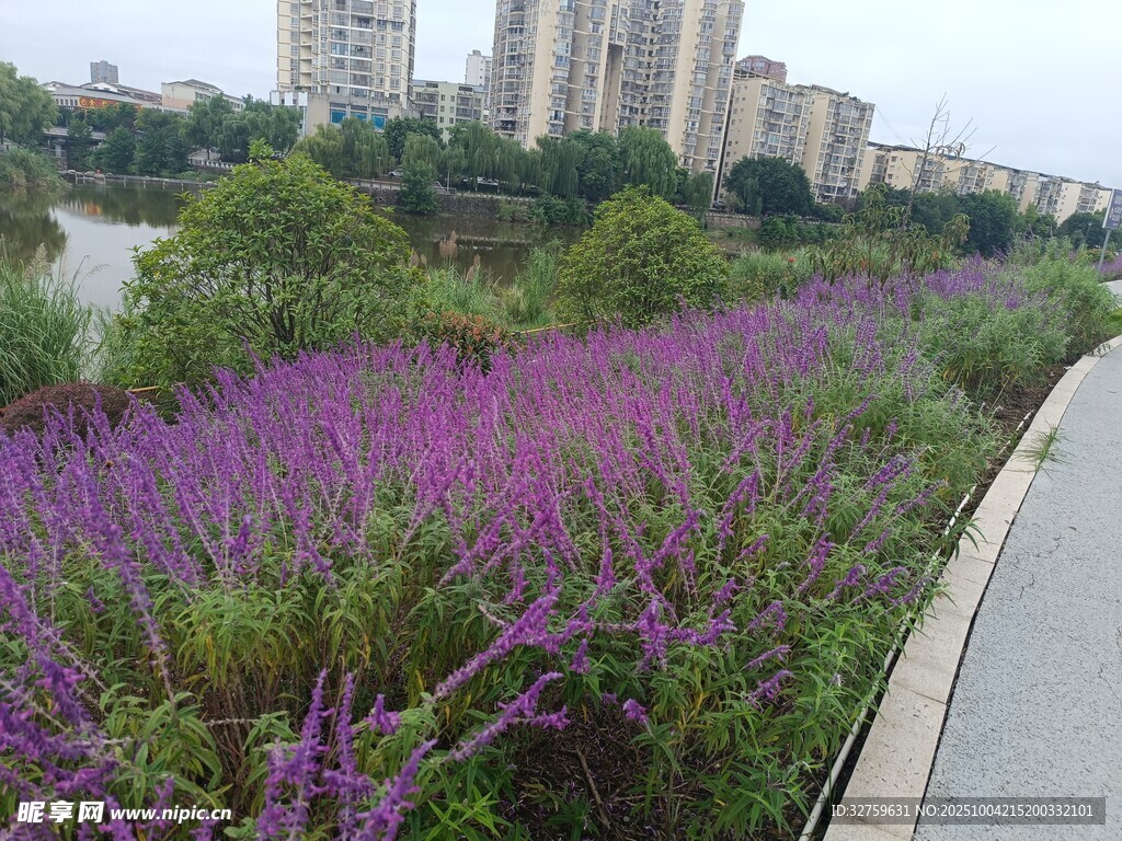 紫色花海伴城市道路