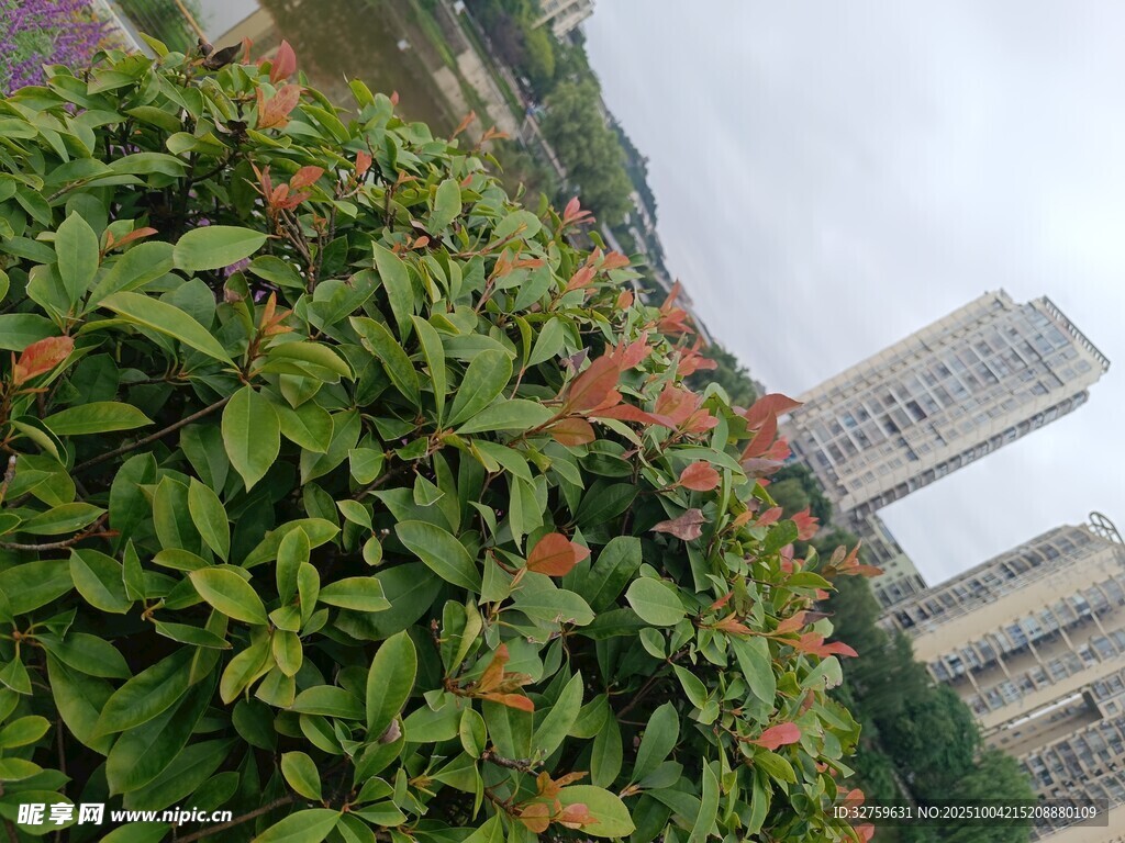 绿叶红花映衬高楼