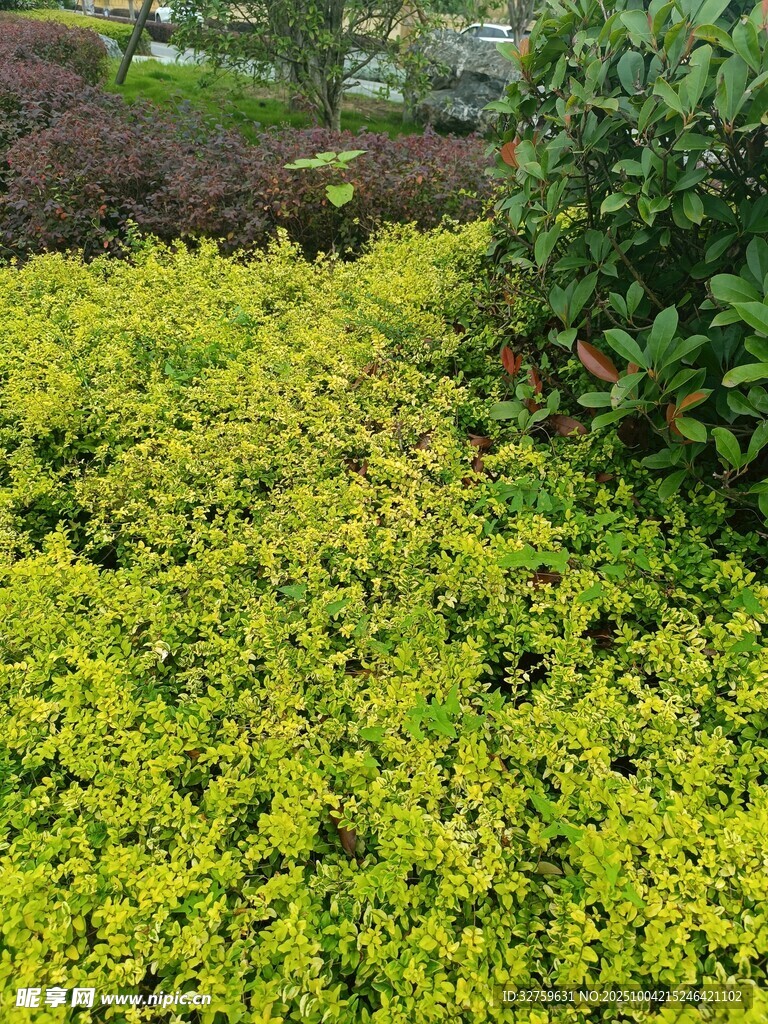 金黄繁茂的低矮植物景观