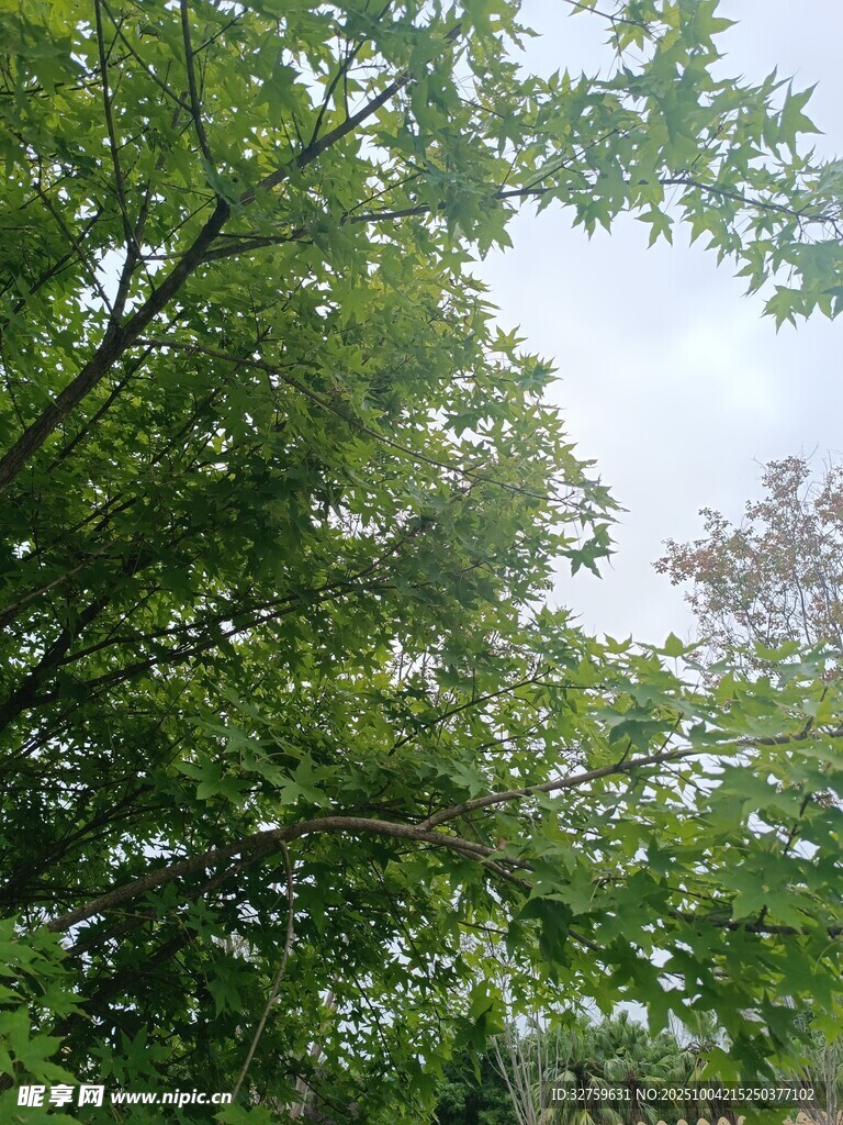 繁茂绿树间的清新景致