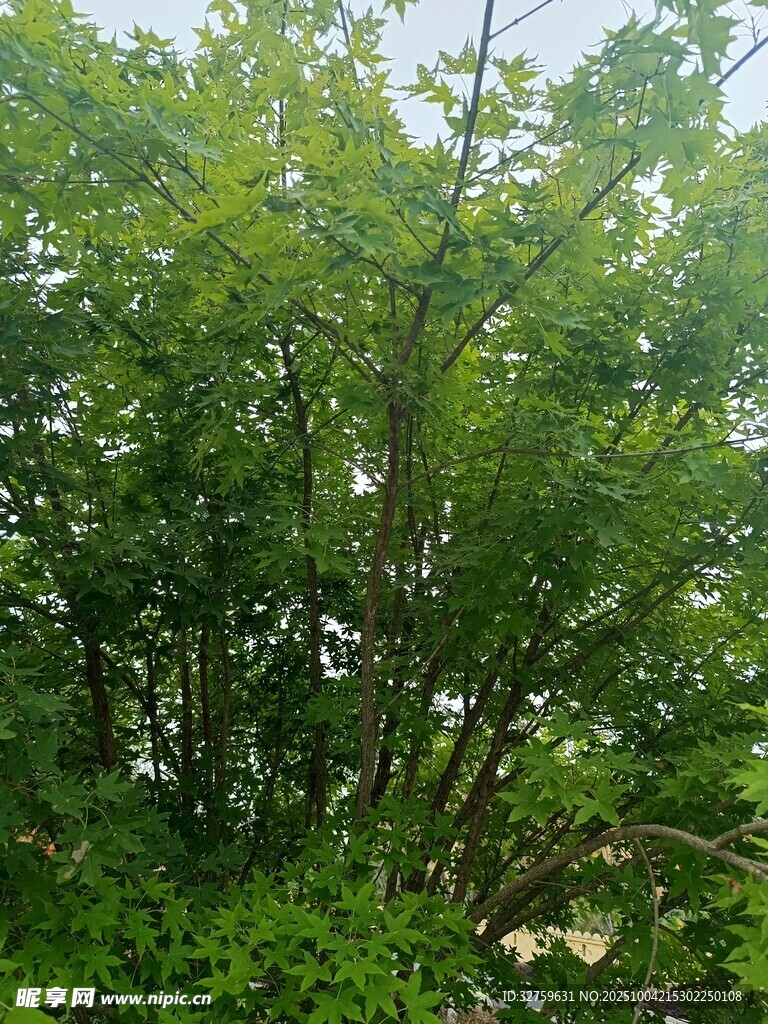 茂密绿植展现自然生机