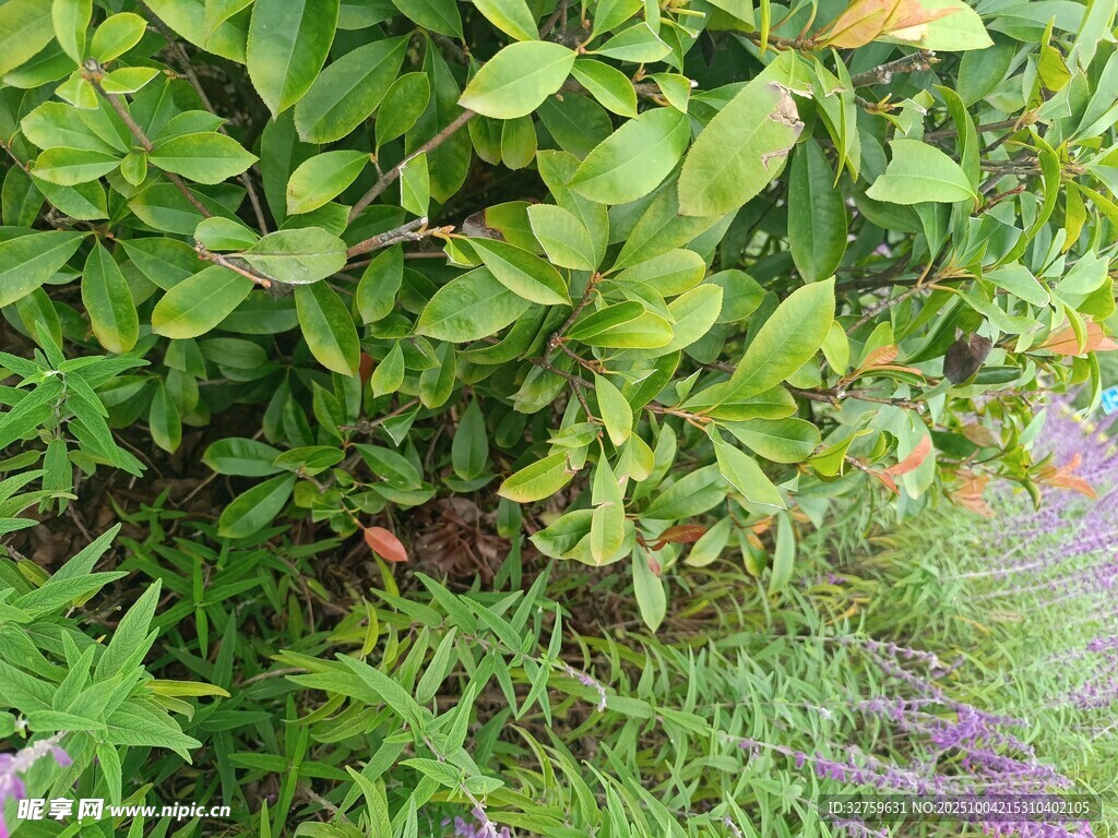 绿叶丛中点缀紫色小花