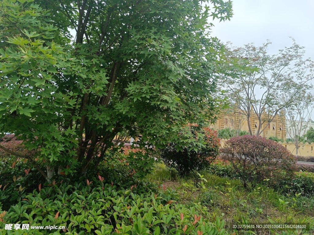 绿意盎然的户外自然景致