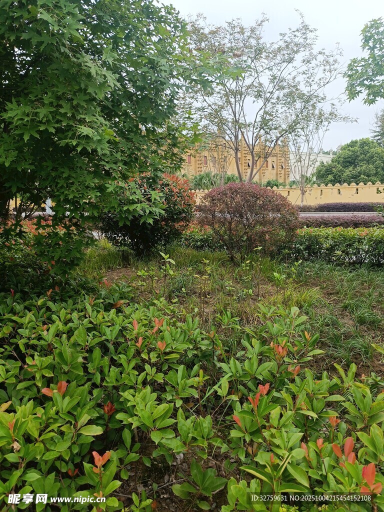 绿意盎然的户外植物景观