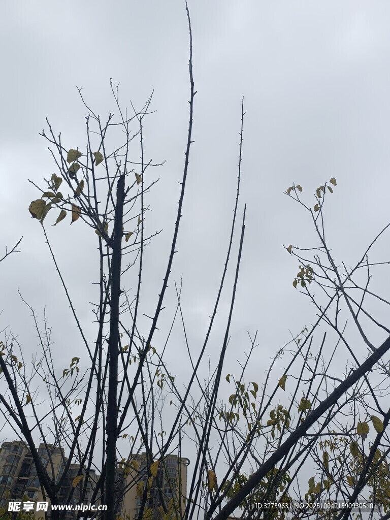 枯枝干草的萧瑟景象