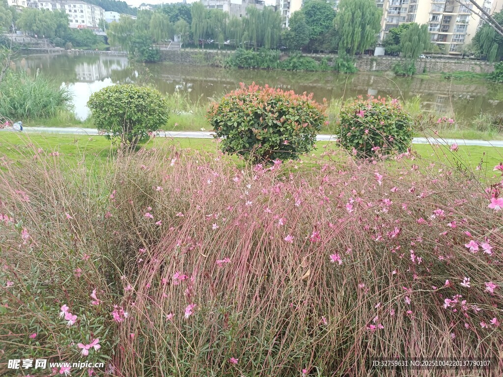 湖畔粉黛乱子草景观