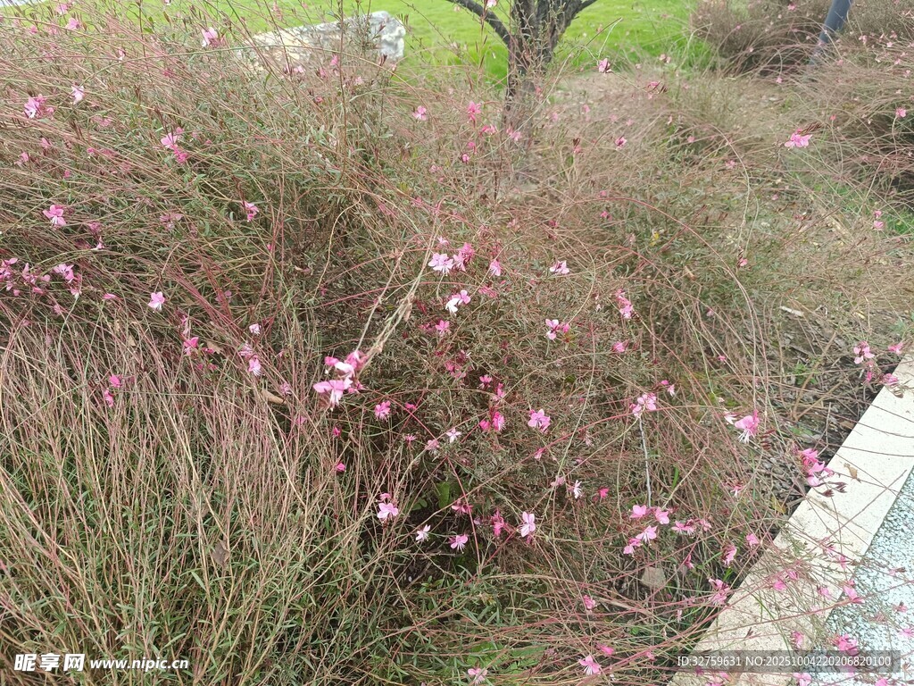 粉色小花点缀的草丛