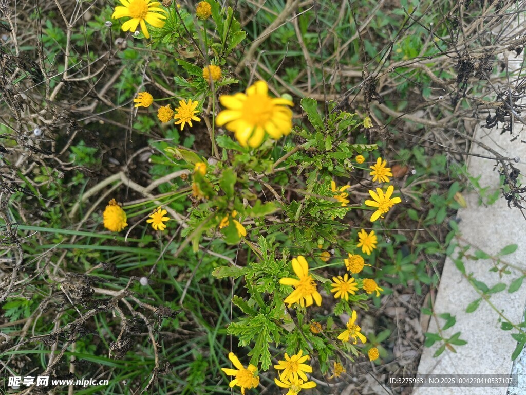 草丛中的灿烂黄色小花