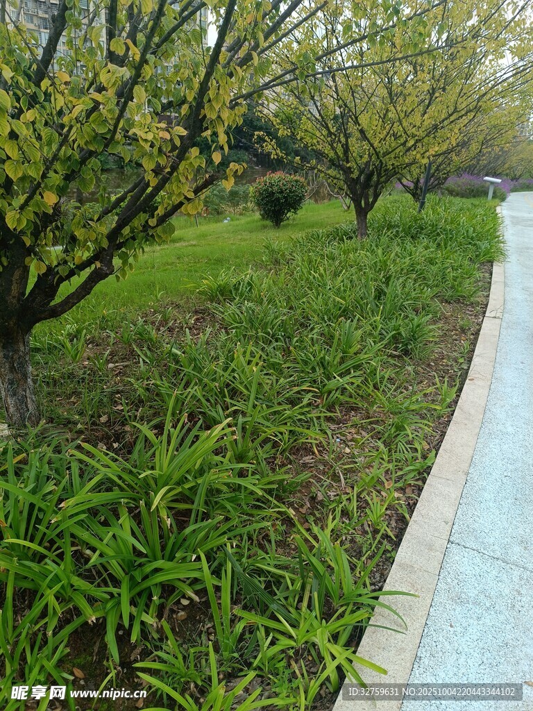 春日小径旁的绿植景观