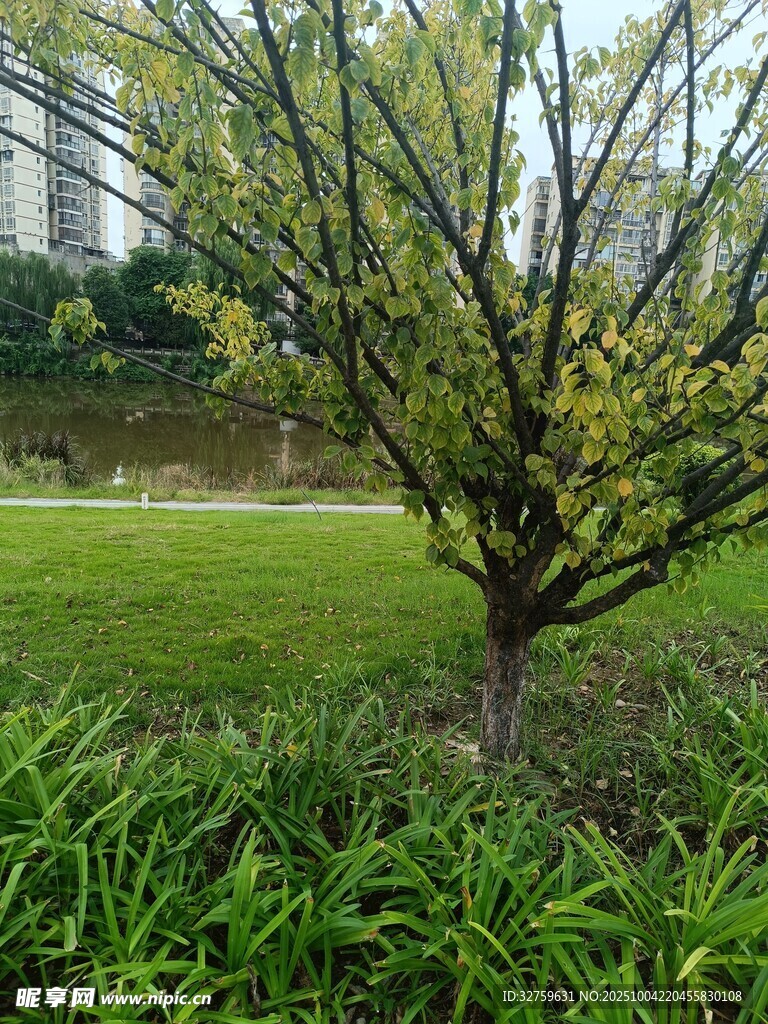 春日公园小树旁的绿意