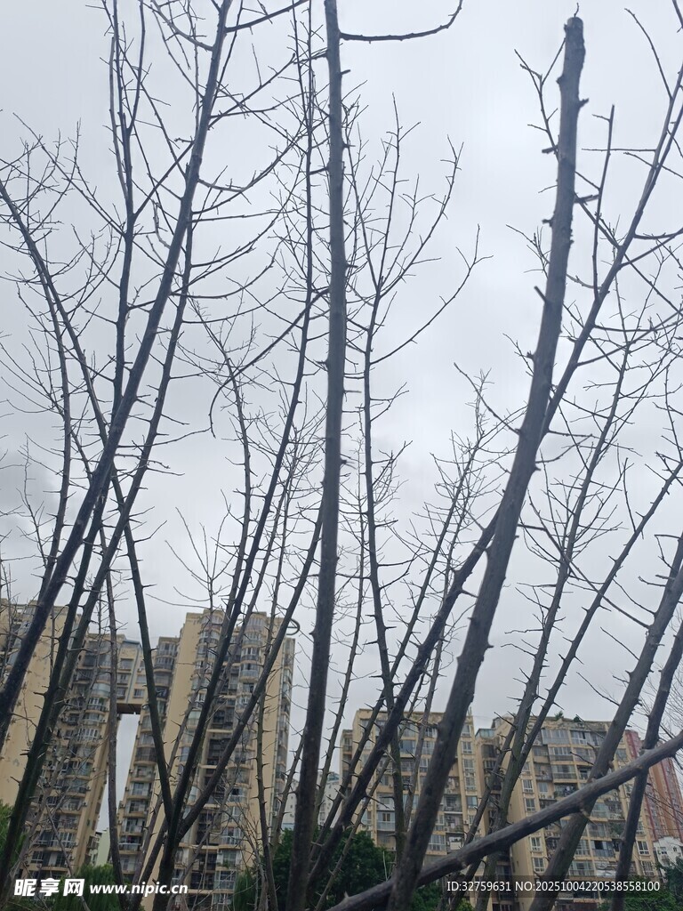 冬日枯树与远处建筑