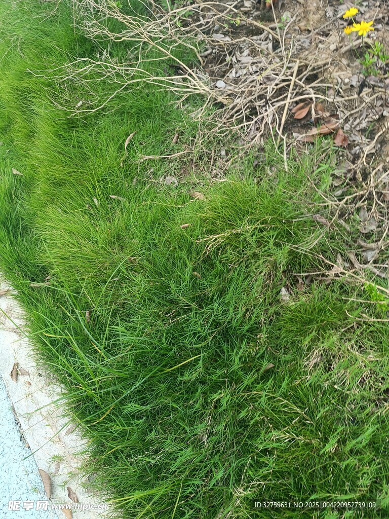 路边嫩绿草地与零星小花