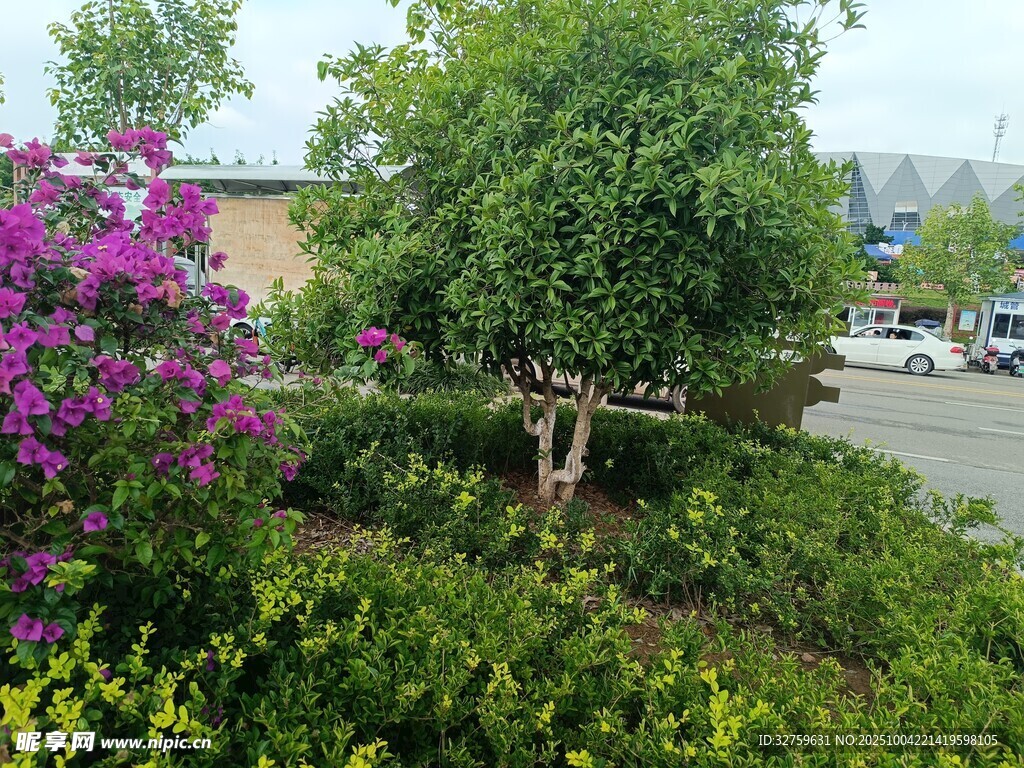 路边繁茂绿植与艳丽花卉