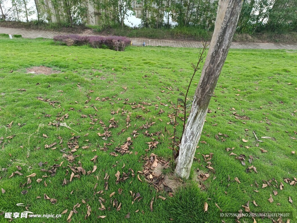 草地旁的树干