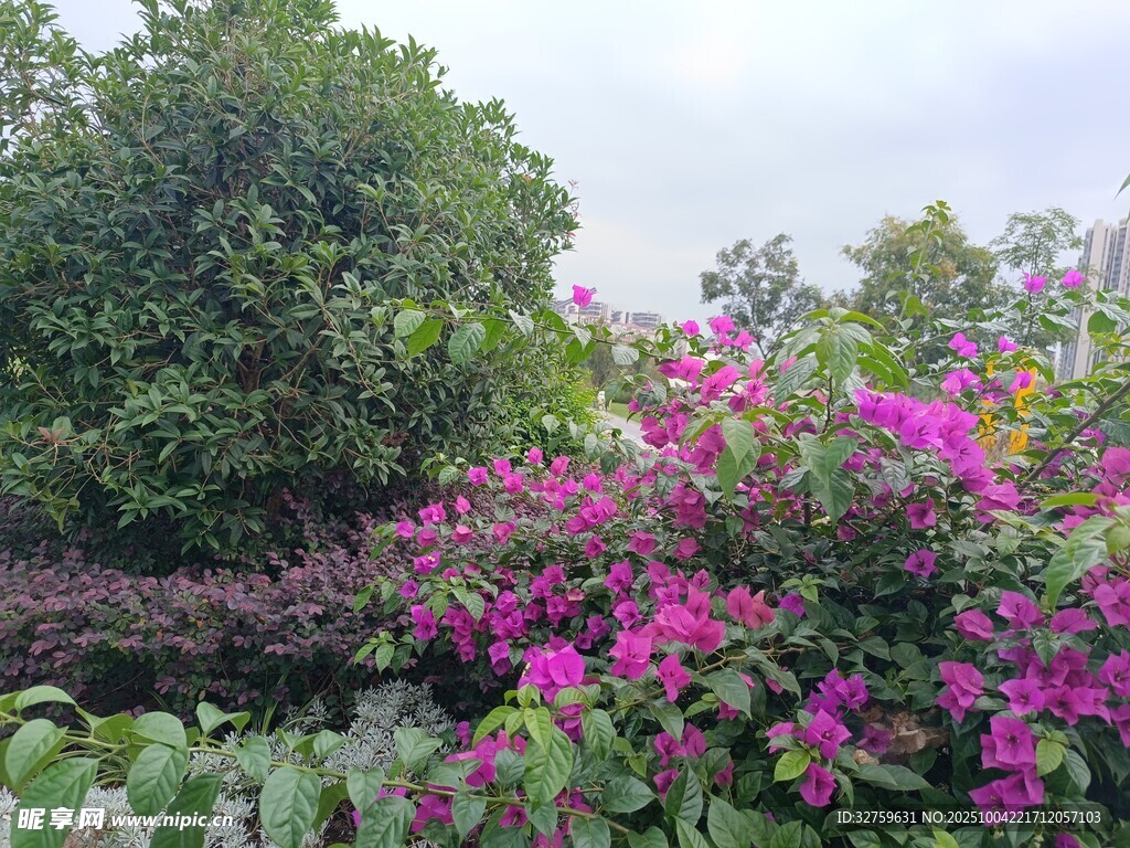 繁花似锦的多彩植物景观