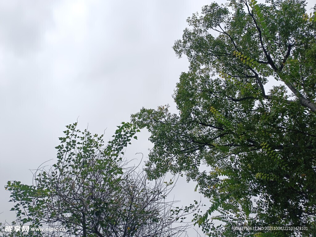 阴天里的绿树景致