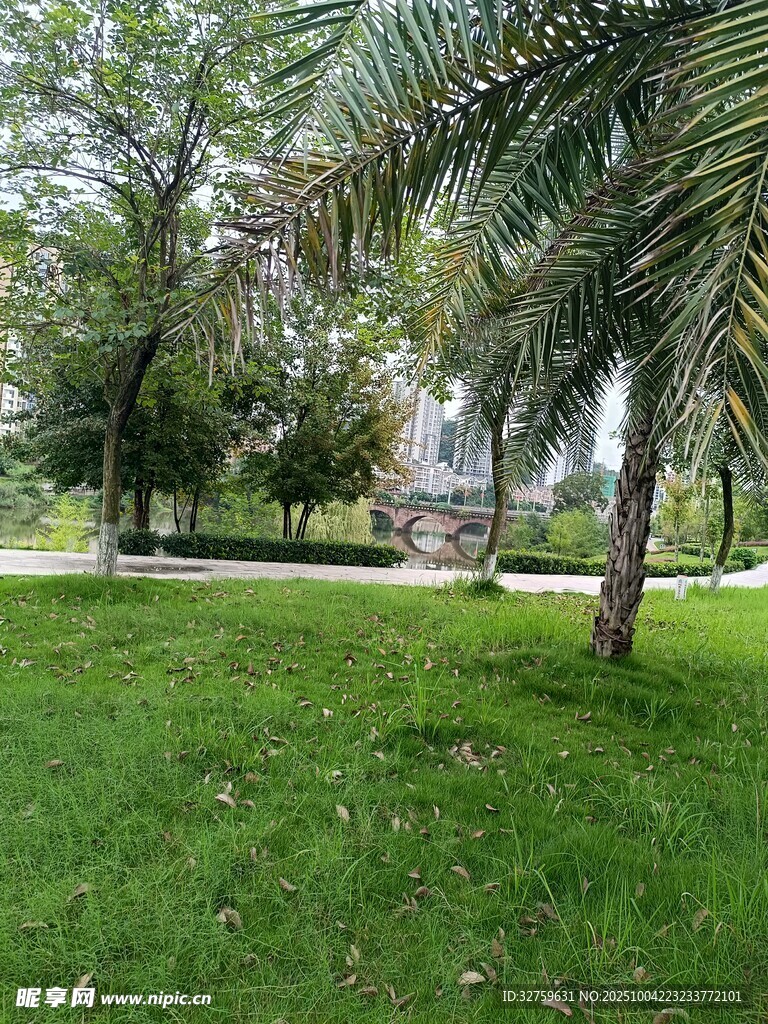 绿意盎然的公园草地景观