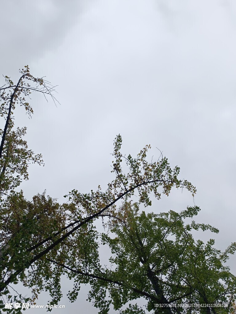 仰视树枝与天空景象