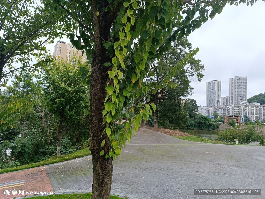 路边绿树与远处城市景观