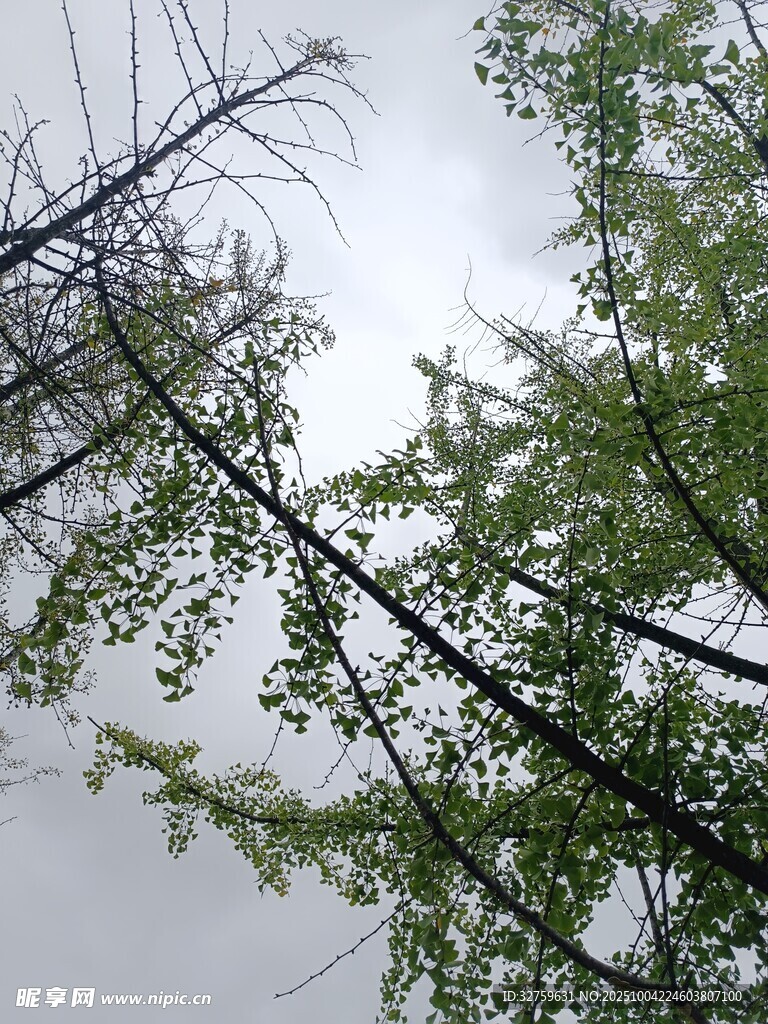 仰观树枝与天空