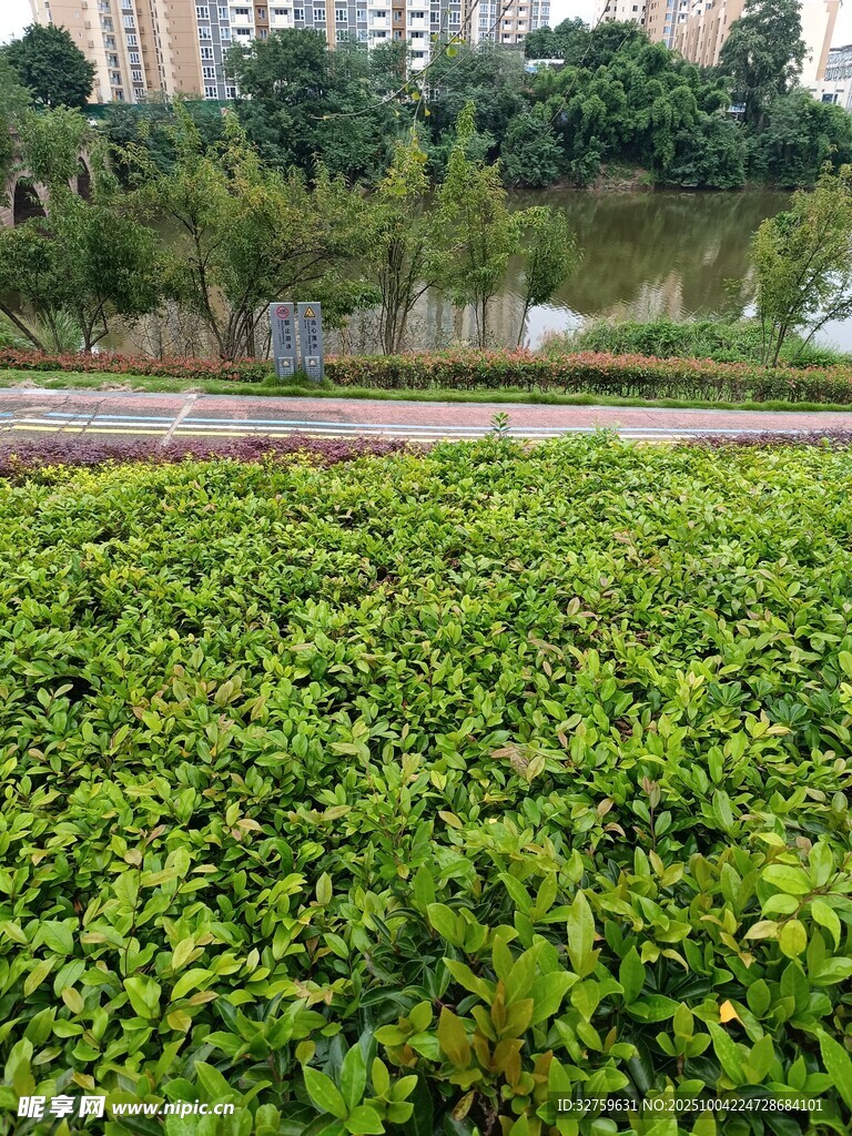 绿意盎然的城市绿植景观