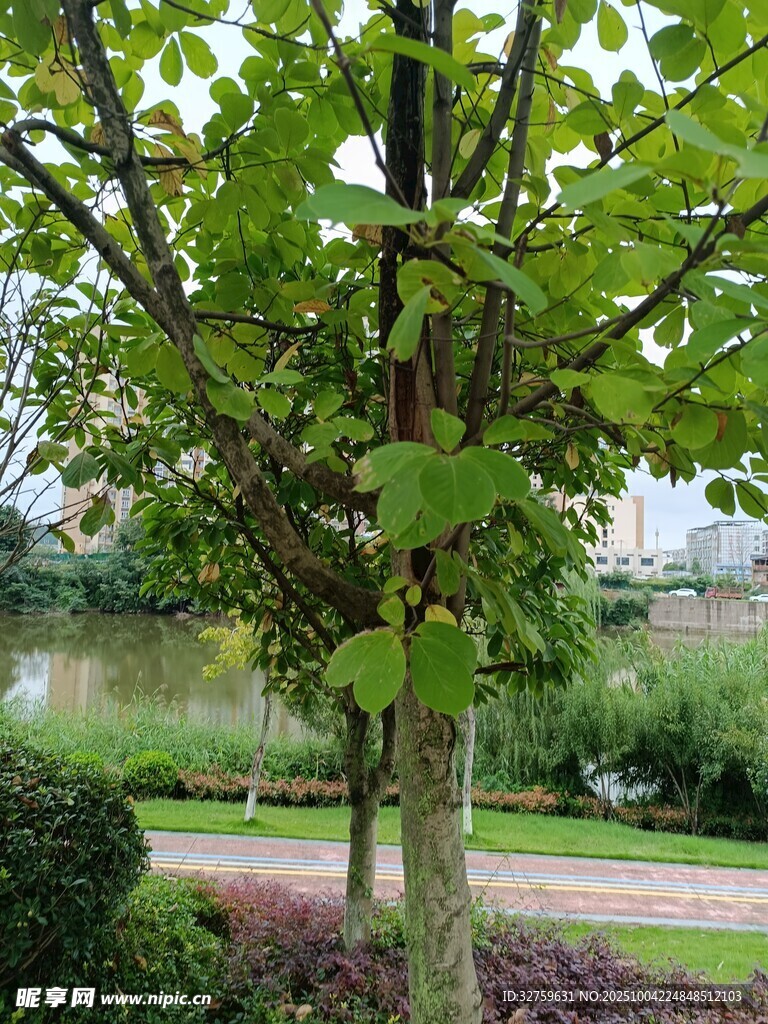 湖畔绿树成荫的美丽景致