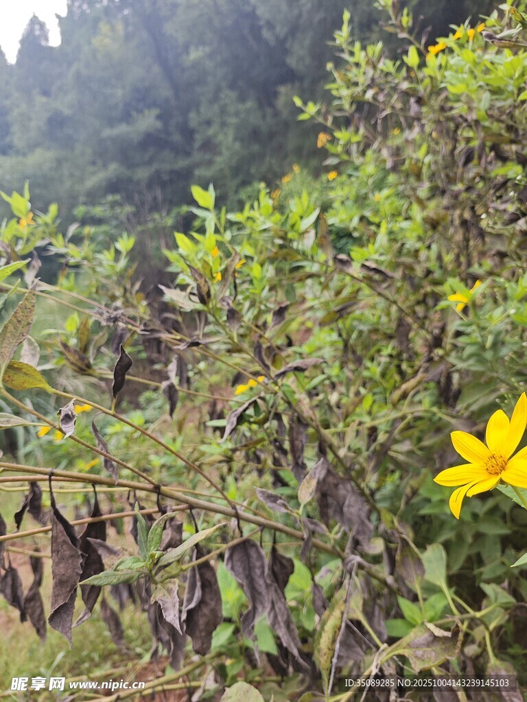 山林中绽放的明艳小黄花