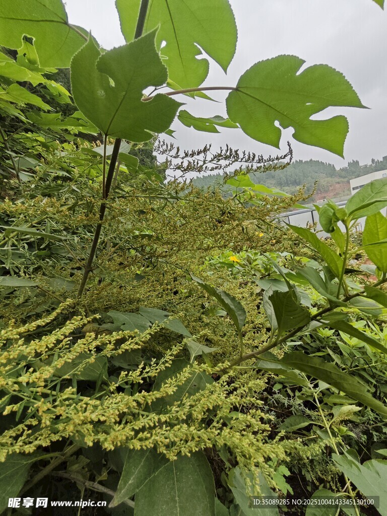 繁茂绿植展现自然生机