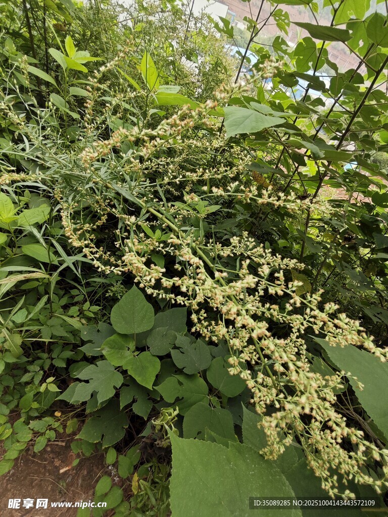 繁茂绿植生机盎然的景象
