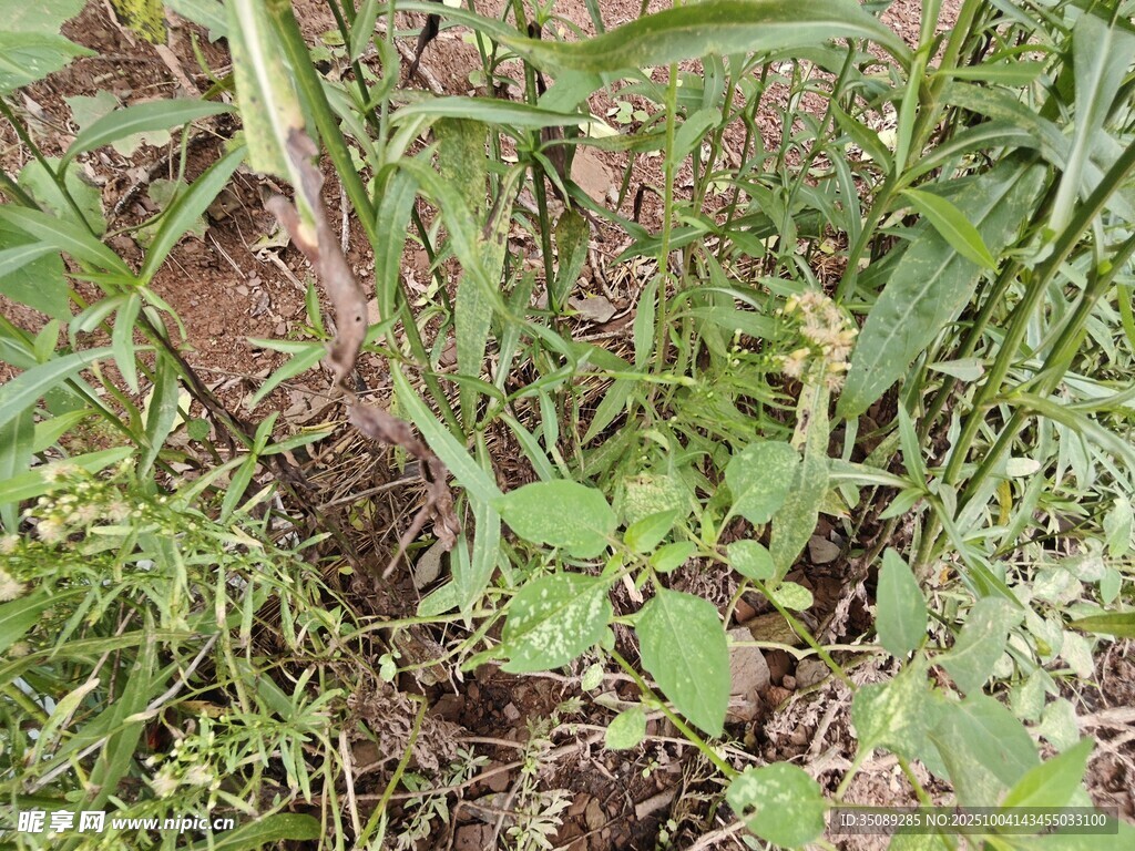 草丛中的植物根茎