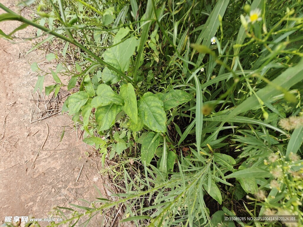 路边繁茂的绿色植物