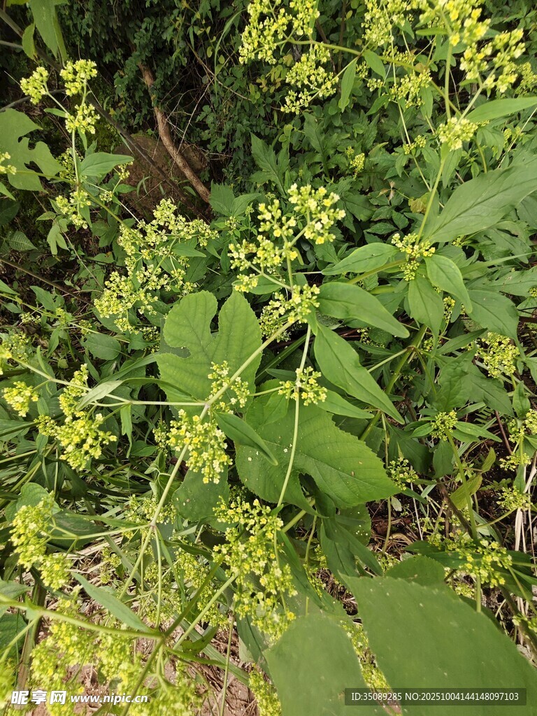 绿叶间的黄色小花