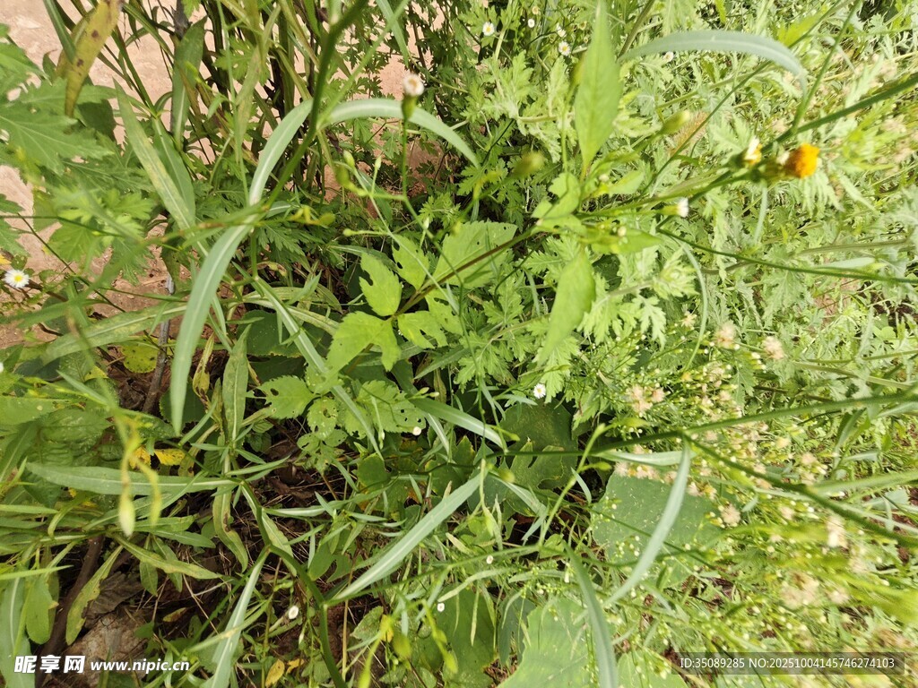 绿叶间的生机盎然植物