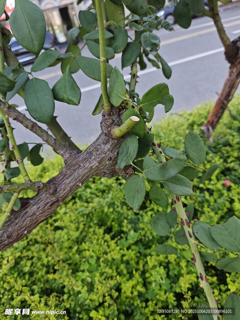 绿叶繁茂的树枝与绿植