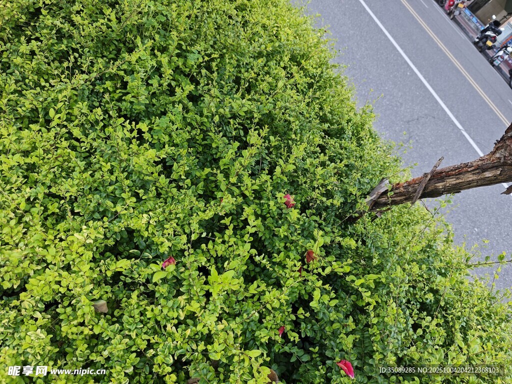 路边翠绿繁茂的攀缘植物