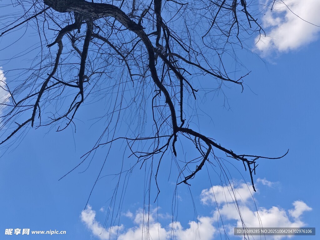 蓝天枯枝间的白云景致