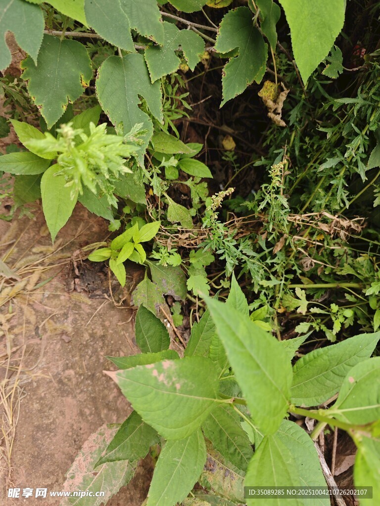 绿叶繁茂的自然植物景象
